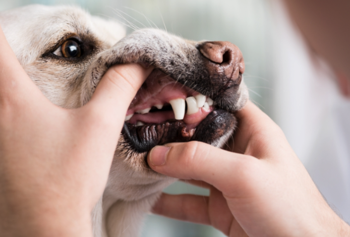 Dentisterie